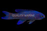 Macneill's Assessor Basslet