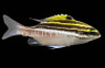 Bridled Monocle Bream :: 11513
