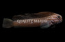 Black Comb Tooth Blenny