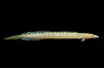 Filamented Sand Diver Eel