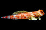 Red Scooter Dragonet