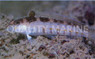 Lizard Blenny :: 12534