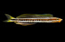 Blue Striped Fang Blenny