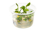 Anubias Variegated Green & White Cup AT :: 80702