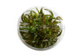 Cryptocoryne axelrodi Cup AT :: 80762
