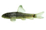 Doctor Fish Algae Eater :: 00007