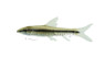 Flying Fox Spotted Algae Eater :: 00203