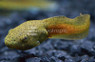 Tadpole :: 01001