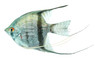Cobalt Blue Zebra Angelfish :: 03004