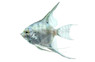 Cobalt Blue Zebra Angelfish :: 03004