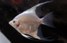 Bulgarian Blushing Angelfish :: 03016