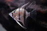 Peruvian Angelfish :: 03017