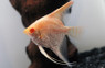 Albino Pearlscale Angelfish :: 03018