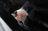 Panda Blushing Angelfish :: 03022