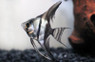 Half Black Angelfish :: 03024