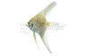 Red Back Silver Angelfish :: 03027