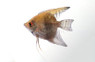 Blue Green Angelfish :: 03030