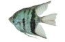 Zebra Black Angelfish :: 03051
