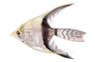 Half Black Veil Angelfish :: 03100