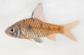 Maharaja Barb :: 08027