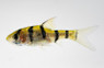 Six-Banded Barb :: 08028