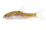 Red Side Barb :: 08035