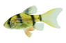Tiger Longfin Barb :: 08036