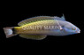 Redspot Wrasse