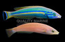 Pencil Wrasse, Pair