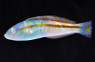 Goldstripe Wrasse, Male :: 33788