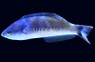 Redspot Wrasse, Male :: 33827