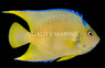 Blue Angelfish, Adult
