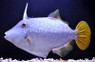 Clown Filefish :: 16500