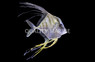 Indian Threadfin Fish