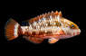 Stoplight Parrotfish