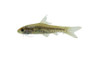 African Clipper Barb :: 08055