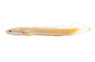 Senegalus Semi Platinum :: 10714