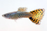 Cobra Mixed Male :: 15164