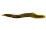 Black Spotted Eel :: 16280