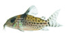 Peruvian Freckled Leucomelas :: 17067