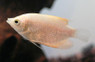 Giant White :: 30207