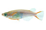 Daisy's Blue Rice Fish  :: 37003