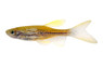 Leopard Longfin :: 39751