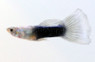 Turquoise Guppy, Male :: 40122