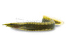 Half-Banded Spiny Eel :: 45903