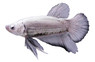 Roundtail Dragon Scale Mixed Color, Male :: 50224