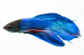Green Betta, Male :: 50781
