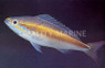 Whiptail Bream :: 31803