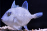 Finescale Triggerfish :: 32045