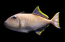 Orange Lined Triggerfish :: 32048